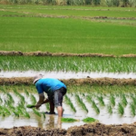 Gobierno Regional de Piura anuncia medidas para proteger producción arrocera